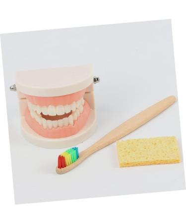 Buy Healvian 1 Set Early Dental Education Toy - Prosthesis Model for Toddlers | Reusable ABS Experience Learning - Buy Online on SooperMarket.com
