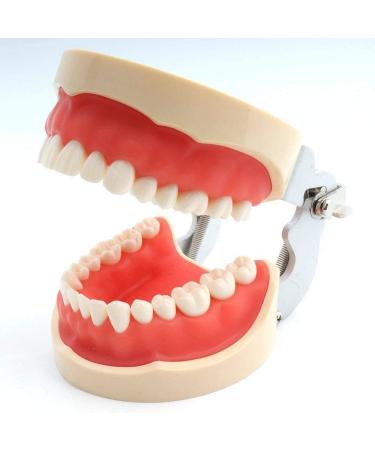 LBYLYH Teeth Model Diseases Adult Dental Dental Demonstration system Gums periodontotic dental care teeth study educational standard tea model