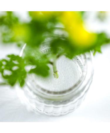 Wazakura Clear Ikebana Kenzan Japanese Flower Holder  Made in Japan  Plastic Floral Arranging Pin Frog  Round - 3(78mm) Clear - Buy Online on SooperMarket.com