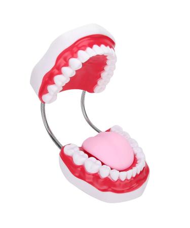 Portable Dental Model for Kids - Lifelike Teeth Brushing Demonstration & Educational Teaching Material - Buy Online on SooperMarket.com