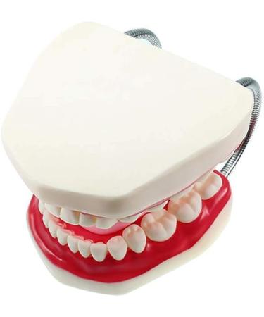 LBYLYH Standard Dental Lehling Model - Realistic Teeth Soft Chewing Gum & Tongue for Clinical Demonstrations - Easy to Use & Store - Buy Online on SooperMarket.com