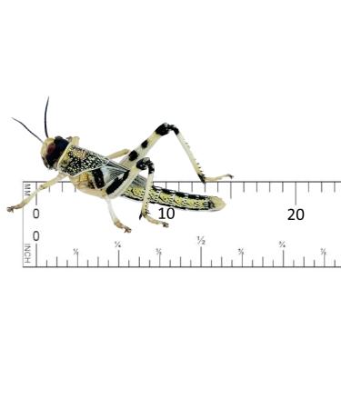 Livefood UK Live Locusts Small/Medium size 10mm to 20mm MEGA TUB of 25 Live Locusts (Reptile Livefood)