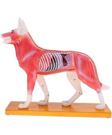 Nicfaky Anatomical Dog Model Acupuncture Anatomy Acupuncture Point Model of the Dog Body with 72 Acupuncture Points Study Model - Buy Online on SooperMarket.com