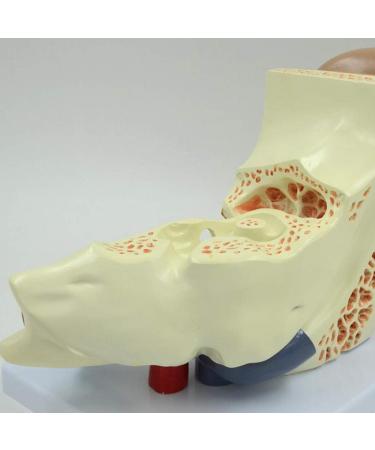 Human Ear Model Professional Ear Simulation Model 6X Magnification Human Organ Model Ear Model 5-Piece Medical Education Model - Buy Online on SooperMarket.com
