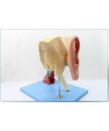 Human Medical Ear Anatomic Model of The Inner Ear of The Inner Ear of The Eardrum The Temporal Bone Ear Nose and Throat for Veterinary Anatomy Learning - Buy Online on SooperMarket.com