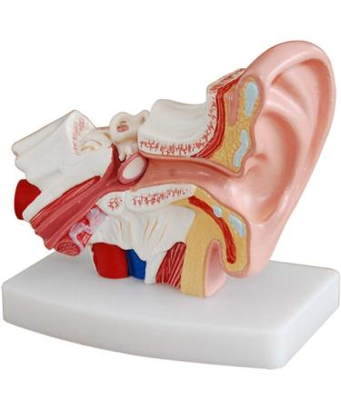 Ear Model Human Ear Anatomeme Model 1.5 Fold Magnification Model Suitable for Medical - Buy Online on SooperMarket.com