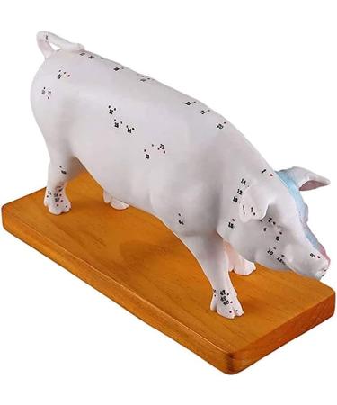 Pig Acupuncture and Moxibustion Model Pig Acupuncture and Moxibustion Point Pig Anatomical Model Physiological Tissue Structure Display - Buy Online on SooperMarket.com