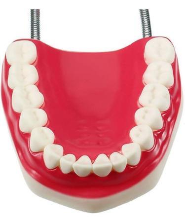 LBYLYH Standard Dental Lehling Model - Realistic Teeth Soft Chewing Gum & Tongue for Clinical Demonstrations - Easy to Use & Store - Buy Online on SooperMarket.com