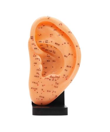 9"Human Ear Acupuncture Anatomical Model with Acupuncture Points Ear Model Anatomy Professional Medical Model Teaching Aids