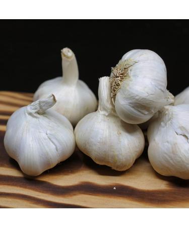 TRS Garlic Powder 100g - Premium Quality Spice for Cooking - Buy Online on SooperMarket.com