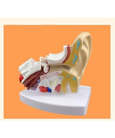 Ear Anatomy Template Ear Articulation Simulation Template (External Medium and Inner Ear) Human Body Auditory System 1.5 Times Nature Size - Buy Online on SooperMarket.com