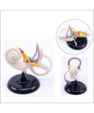 Professional Desktop Ear Joint Simulation Model Human Ear Labyrinth Model Medical Educational Training Aid - Buy Online on SooperMarket.com