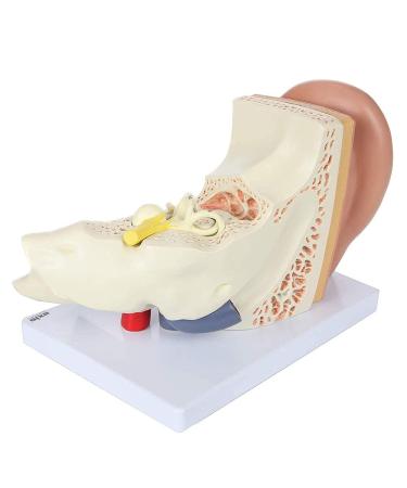 Human Ear Model 5 Times Natural Size Pattern with 3 Parts Illustrating Ear Main Ear Beings Ear Cleaner Internal Ear