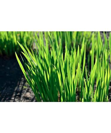 Organic Hulled Barley - Non-GMO, Grown in Rocky Mountains | Cache Harvest Co. Premium | 16 Ounces - Buy Online on SooperMarket.com