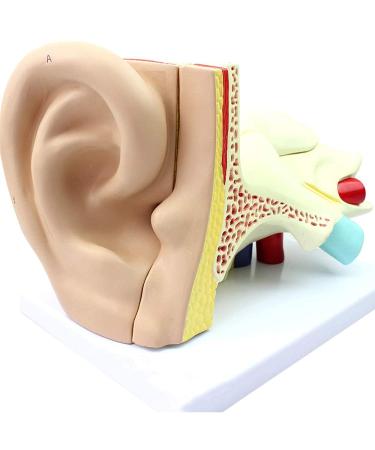 Ear Anatomy Template. Hearing System Template. Typhoupling Ear Texture Template