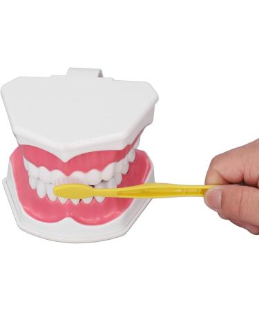 Teeth Model Toothbrushes - Dental Teaching Tool Kit | 120 Open & Clear View for Effective Learning - Buy Online on SooperMarket.com