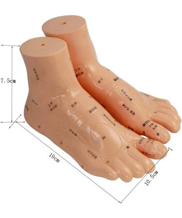Human TCM Meridian Point Model Acupuncture Female Model Male Model + Hand Model + Foot Model + Ear Model - Buy Online on SooperMarket.com