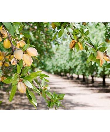Non-GMO Blanched Slivered Almonds 2 Pounds - Raw, Unsalted, Vegan, Keto, Kosher - High Protein & Vitamin E - Ideal for Cooking, Baking, Salads - Bulk Pack - Buy Online on SooperMarket.com