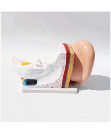 Human Organ Anatomical Model of The Ear Medical Teaching Model Ear Anatomy Medicine Ear Model Detail Display Outside Medium Inner Ear 3 Times Enlarged - Buy Online on SooperMarket.com