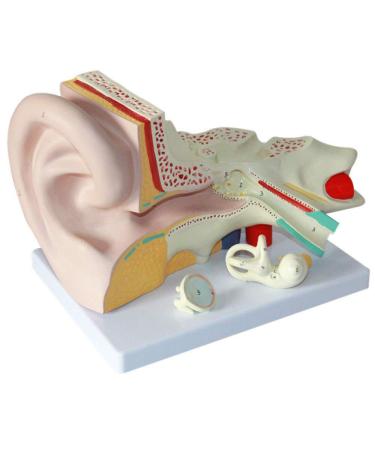 Anatomical Human Ear Magnification Model Removable Ear Texture Ear Template Labyrinth Suitable for Medical Teaching