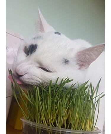 Cat Grass Kits x3 with Extra Strong Catnip - Cat FurNature - Buy Online on SooperMarket.com