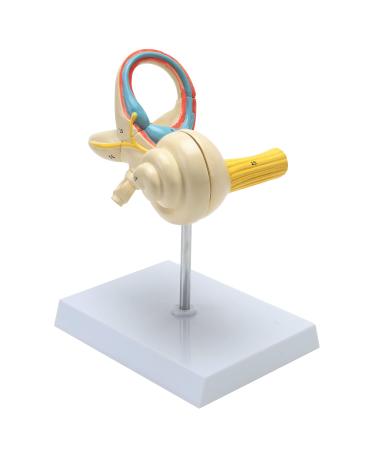 RONTEN Inner Ear Model Inner Ear Labyrinth and Incised Cochlear Cover Model 8X Life-Size Model Medical Anatomy Model of The Internal Structure of The Ear