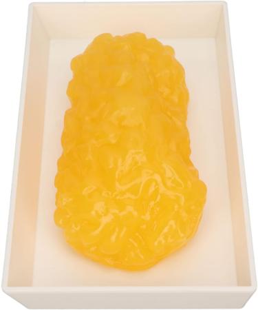 Fat Replica 1 Lb Real Soft Touch Fat Model A True Replica of Human Fatty Tissue for Anatomy Physiology Science Technology Students Nutritionists Doctor Dietitians - Buy Online on SooperMarket.com