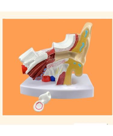 Anatomy Ear Model Human Anatomical Ear Joint Simulation Model (Outdoor Medium Inner Ear) 1.5-fold Size Body Hearing System Description - Buy Online on SooperMarket.com