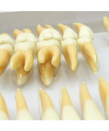 BEAGHTY 2.5x Magnified Tooth Shape Model - 2-Color Dental Structure & Denture Model for Study & Teaching - Buy Online on SooperMarket.com