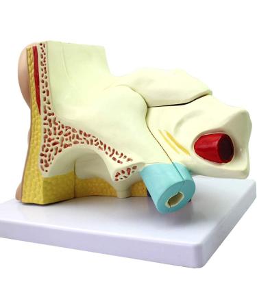 Human Ear Template Outdoor Ear Medium Ear Inner Ear Ear Structure Model Suitable - Buy Online on SooperMarket.com