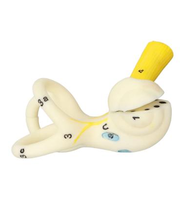 Highly Detailed Inner Ear Labyrinth Model - 5X Magnification PVC Semicircular Canal - Ideal for Teaching and Education - Buy Online on SooperMarket.com