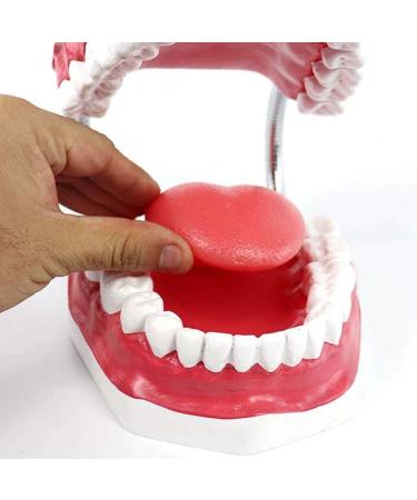 LBYLYH 6X Teeth Model for Dental Care - Dental Study & Laboratory Model with Toothbrush Included | International Shipping Available - Buy Online on SooperMarket.com