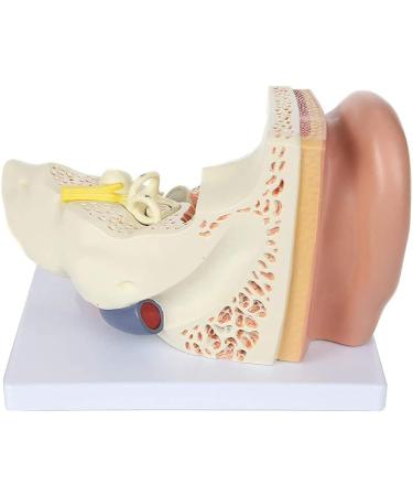 Human Ear Model 5 Times Natural Size Pattern with 3 Parts Illustrating Ear Main Ear Beings Ear Cleaner Internal Ear - Buy Online on SooperMarket.com