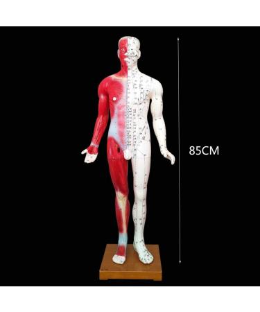 Acupuncture Template - Acupuncture and Male Muscle - 85cm - Half Skin and Half Point Point and Meridians Anatomy