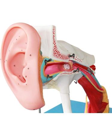 Human Medical Ear Anatomy Pattern Internal Ear Ear earpted Ear with Enlarged Ear Texture - Buy Online on SooperMarket.com