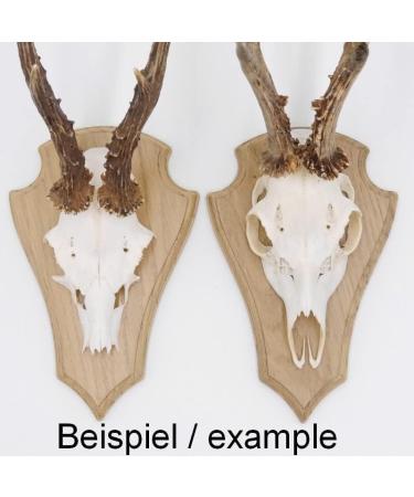 Buy 5-Piece REH Trophy Signs - Light Oak 21x13 cm with Pine Compartment | International Shipping Available - Buy Online on SooperMarket.com