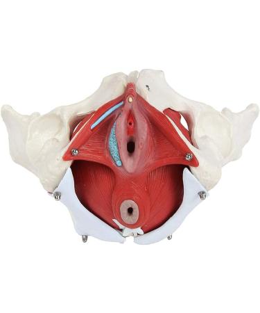 Female Bassin Human Basin Model with Pelvic Floor Muscle Model Ornament - Buy Online on SooperMarket.com