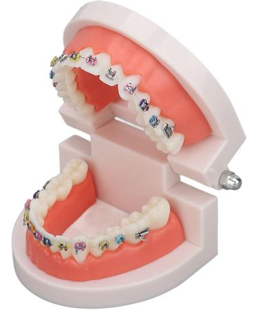 Buy Typodont & Demonstration Tooth Model | Educational Dental Training Tools for Labs - Buy Online on SooperMarket.com