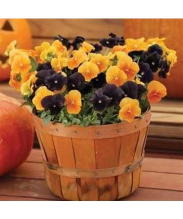 Fresh 50 semi - semi di Fiore Mix Pansy Panola Halloween