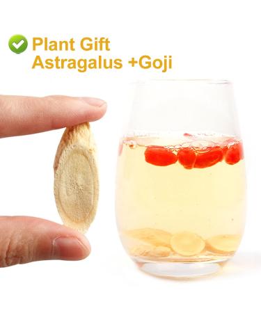 Buy Astragalus Root Tea 120g | Pure Herbal Caffeine-Free No GMOs - Premium Chinese Tea for Wellness - Buy Online on SooperMarket.com