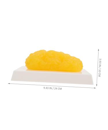 Gatuida Anatomical Fat 4pcs Fat Model Models Human Body Fat Plastic Body Fat Human Fat 1 Pound Demonstration Device Module - Buy Online on SooperMarket.com