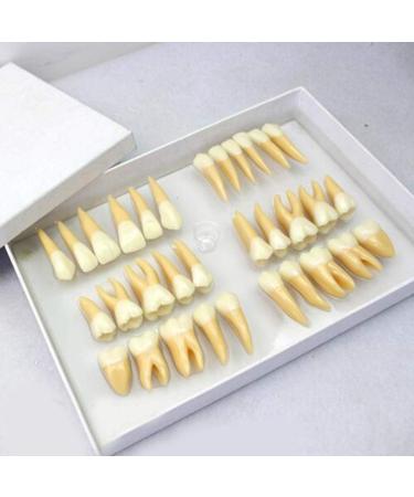 BEAGHTY 2.5x Magnified Tooth Shape Model 2-Color Tooth Structure Denture Model Dental Carving Study Teach Standard