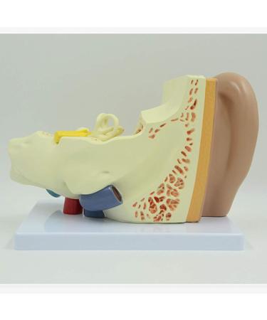 Human Ear Model 3X Enlarged 3-Piece Ear Anatomy Model Professional Ear Simulation Model Shows External Middle and Inner Ear for Medical Education - Buy Online on SooperMarket.com