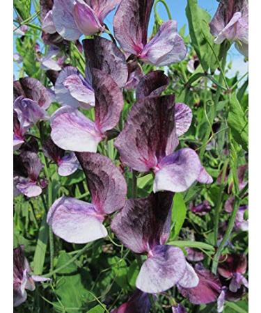 Sweet Pea - Heirloom - Senatore - 400 Finest Semi Bulk