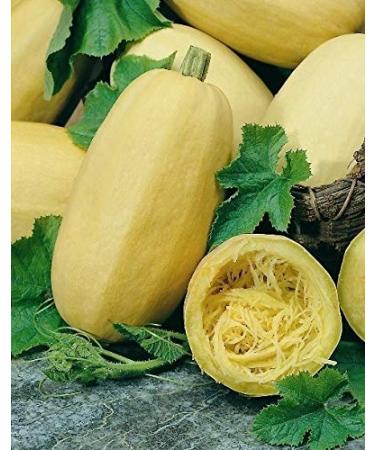 Portal Cool Verdure - Zucca invernale - Spaghetti - 40 Semi - Grande