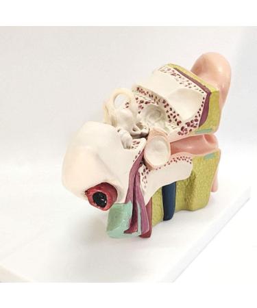 The Size Ear Model 5X Ear Anatomical Model for Inner Ear aids for Teaching Medical and Study of Education - Buy Online on SooperMarket.com