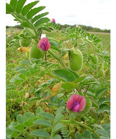 Organic Garbanzo Beans 5lb - Raw, Non-GMO, Kosher, Sproutable, Vegan, High in Dietary Fiber - Buy Online on SooperMarket.com