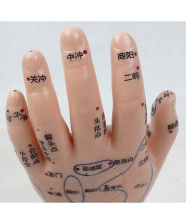 1 Pair of Human Human Body Hand Template PVC Model Chinese Hand Reflex Area Reflexology - Buy Online on SooperMarket.com