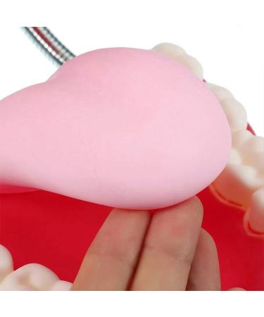LBYLYH Standard Dental Lehling Model - Realistic Teeth Soft Chewing Gum & Tongue for Clinical Demonstrations - Easy to Use & Store - Buy Online on SooperMarket.com