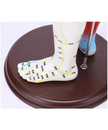 Model Anatomy Professional Medical Acupuncture Male 60 cm Super Clear Letters Media Skin Middle Muscle Model Acupoint - Buy Online on SooperMarket.com